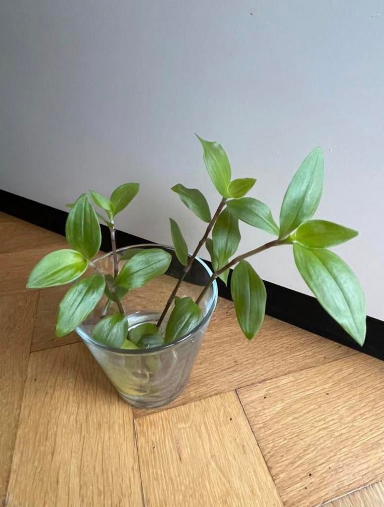 🌱 Vaderplant Trandescantia green hill gewortelde stekjes, Huis en Inrichting, Kamerplanten, Minder dan 100 cm, Bloeiende kamerplant