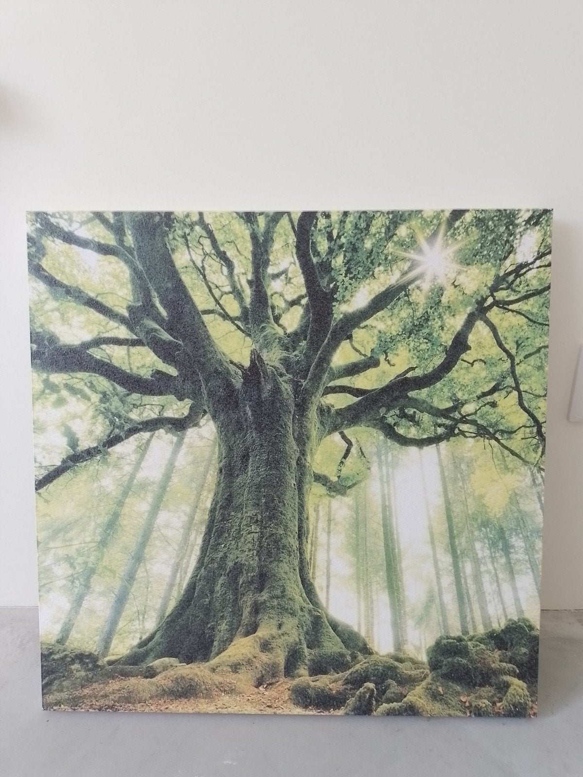Akoestisch wandpaneel 60x60 cm met boomprint, Ophalen, 50 tot 75 cm, Nieuw, Print