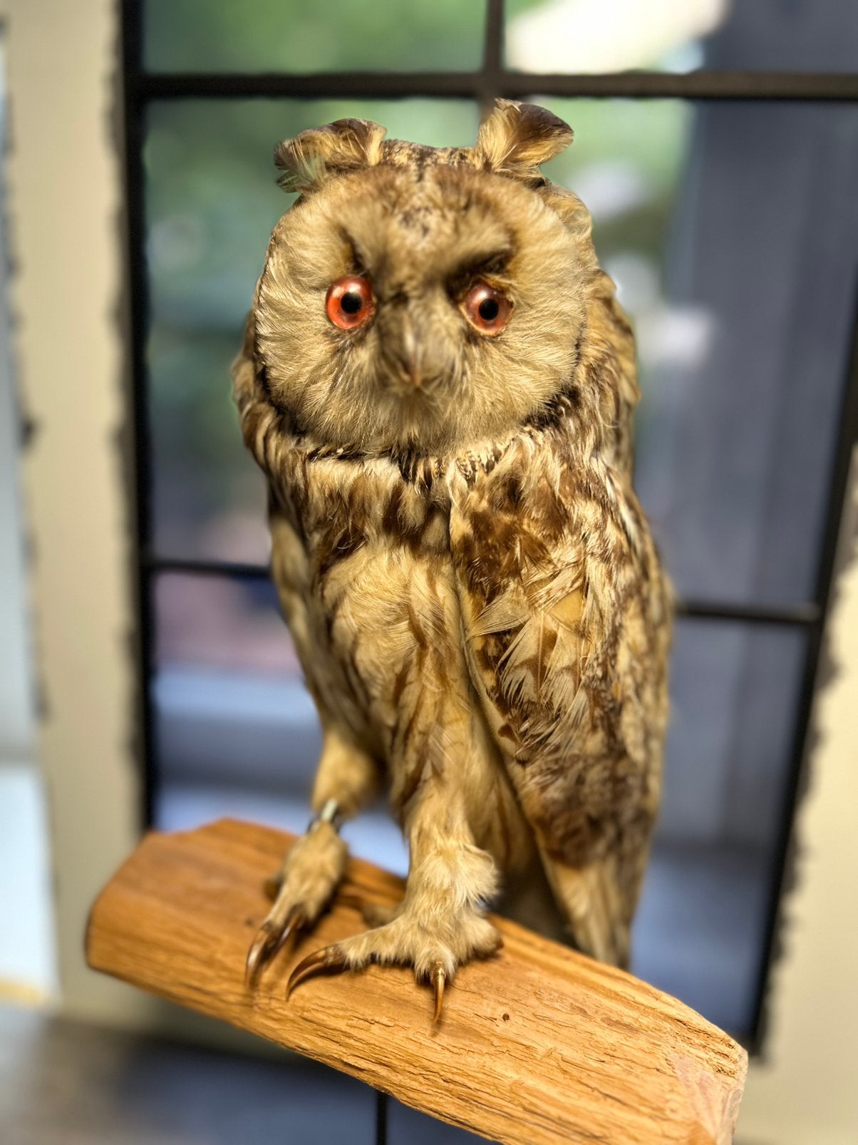 Opgezette Ransuil, op voet, geringd, Verzamelen, Dierenverzamelingen, Ophalen of Verzenden, Vogel, Opgezet dier