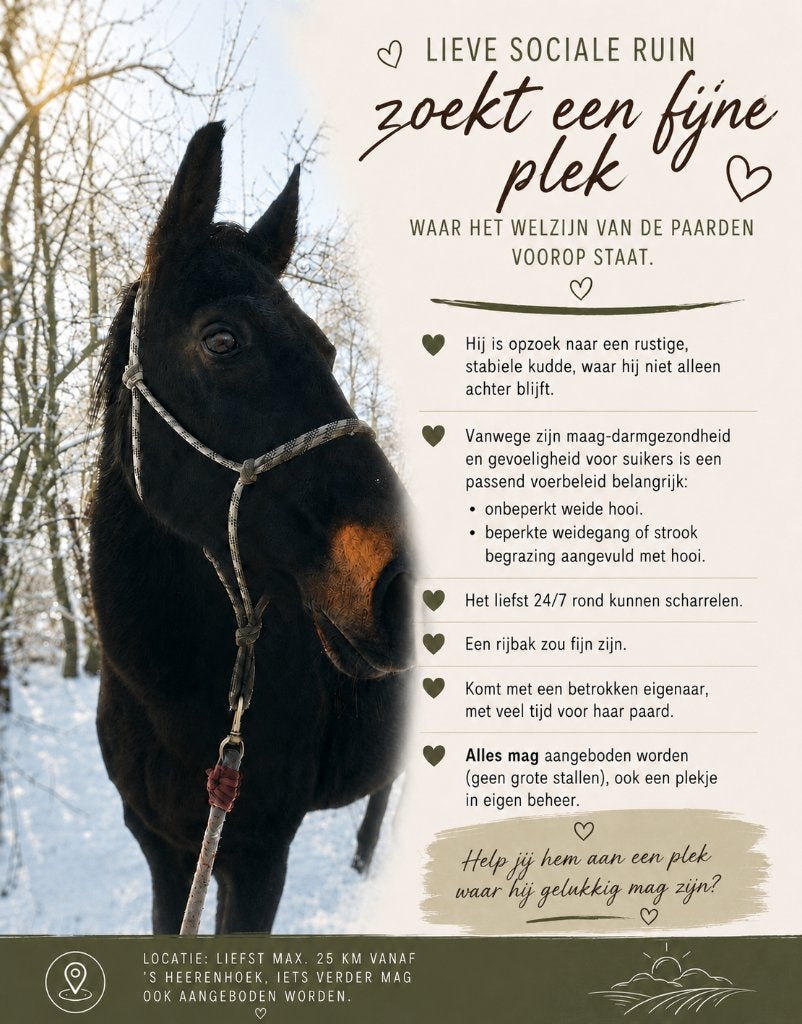 Gez plekje voor sociale ruin, Weidegang, 1 paard of pony