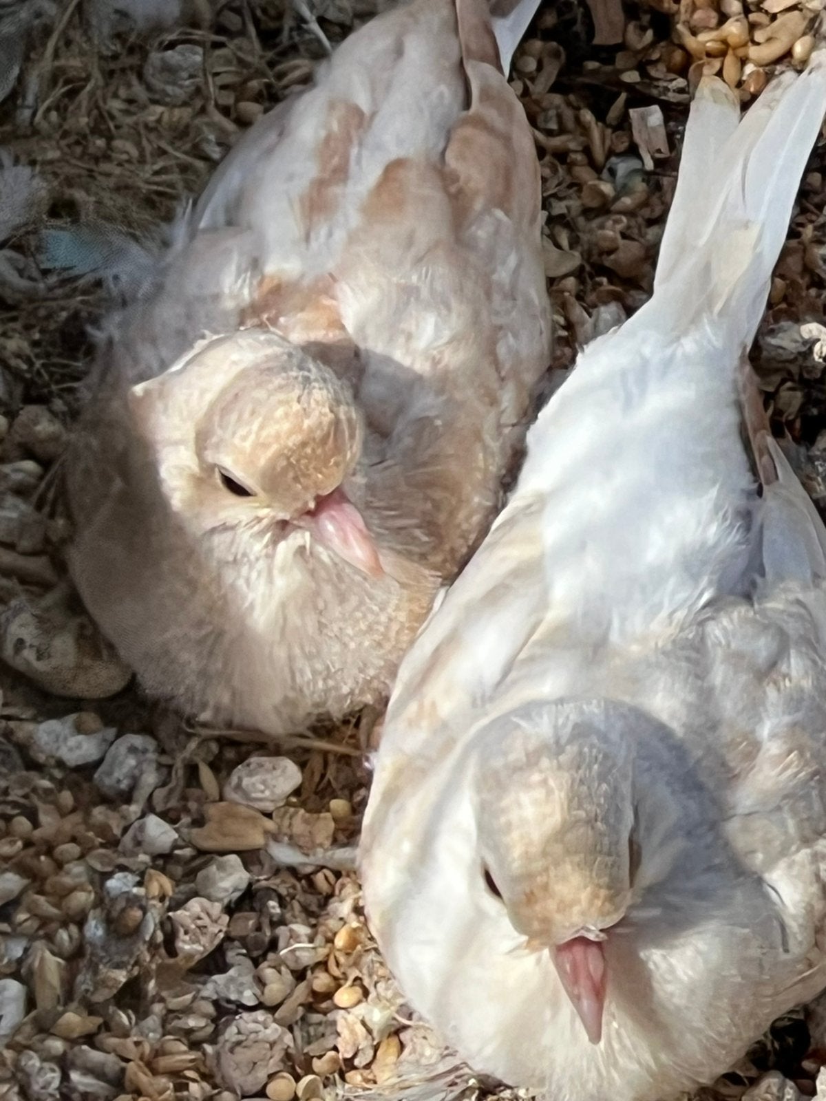 Diamand duifjes, Meerdere dieren, Parkiet
