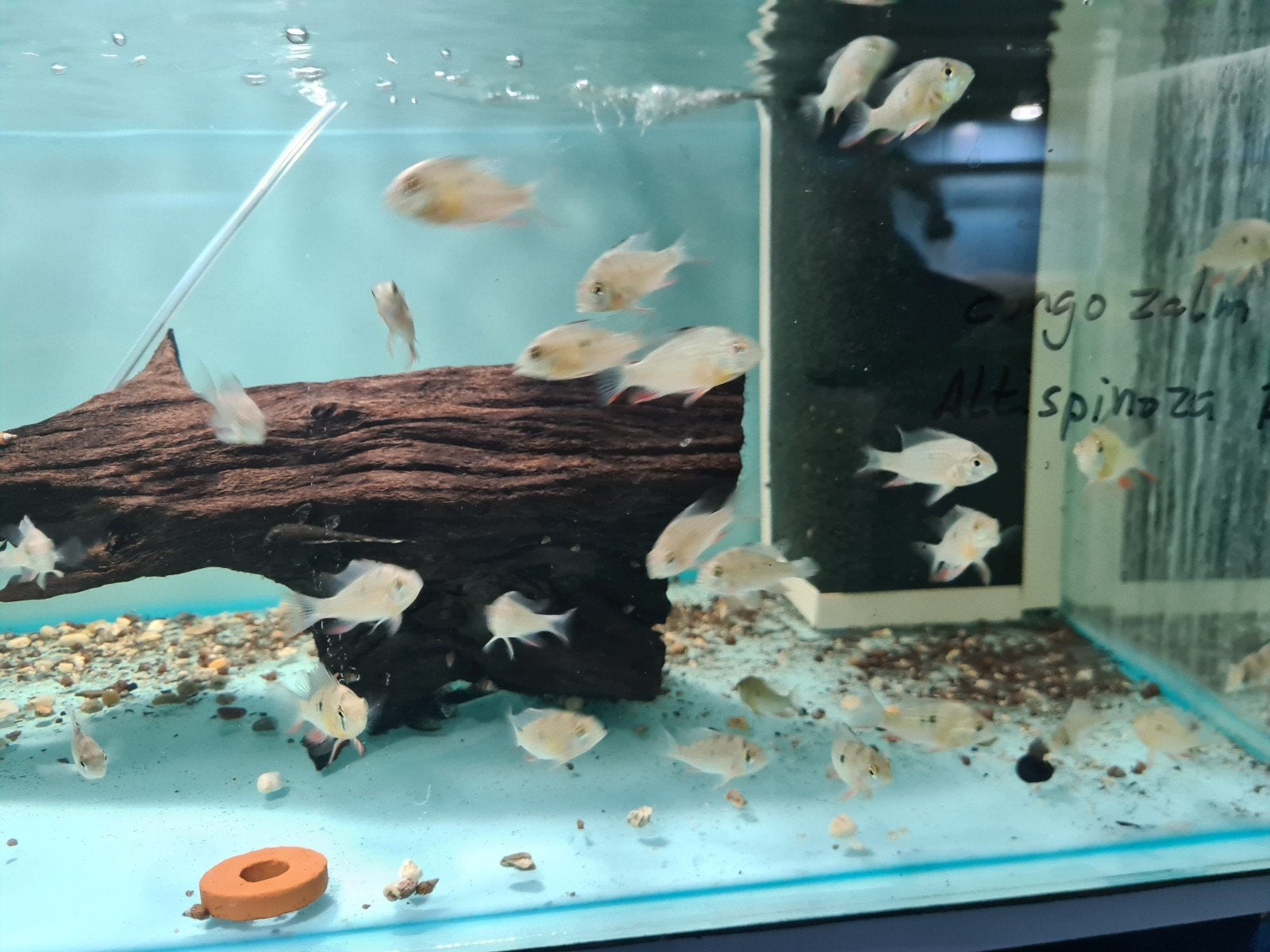 Mikrogeophagus Altispinosus (Altispinosa), Bolivian Ram,