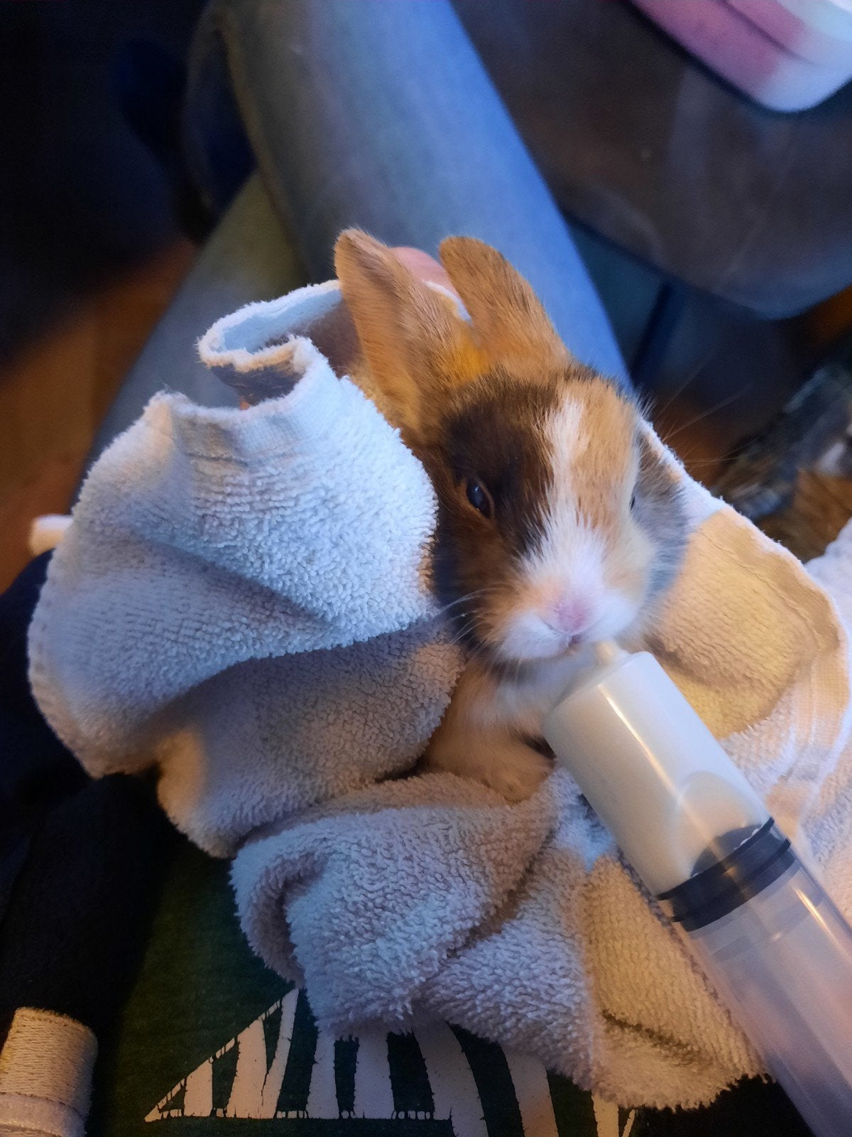Tamme jonge dwergkonijnen te koop. Met fles groot gebracht, Dieren en Toebehoren, Konijnen, Geslacht onbekend, Dwerg