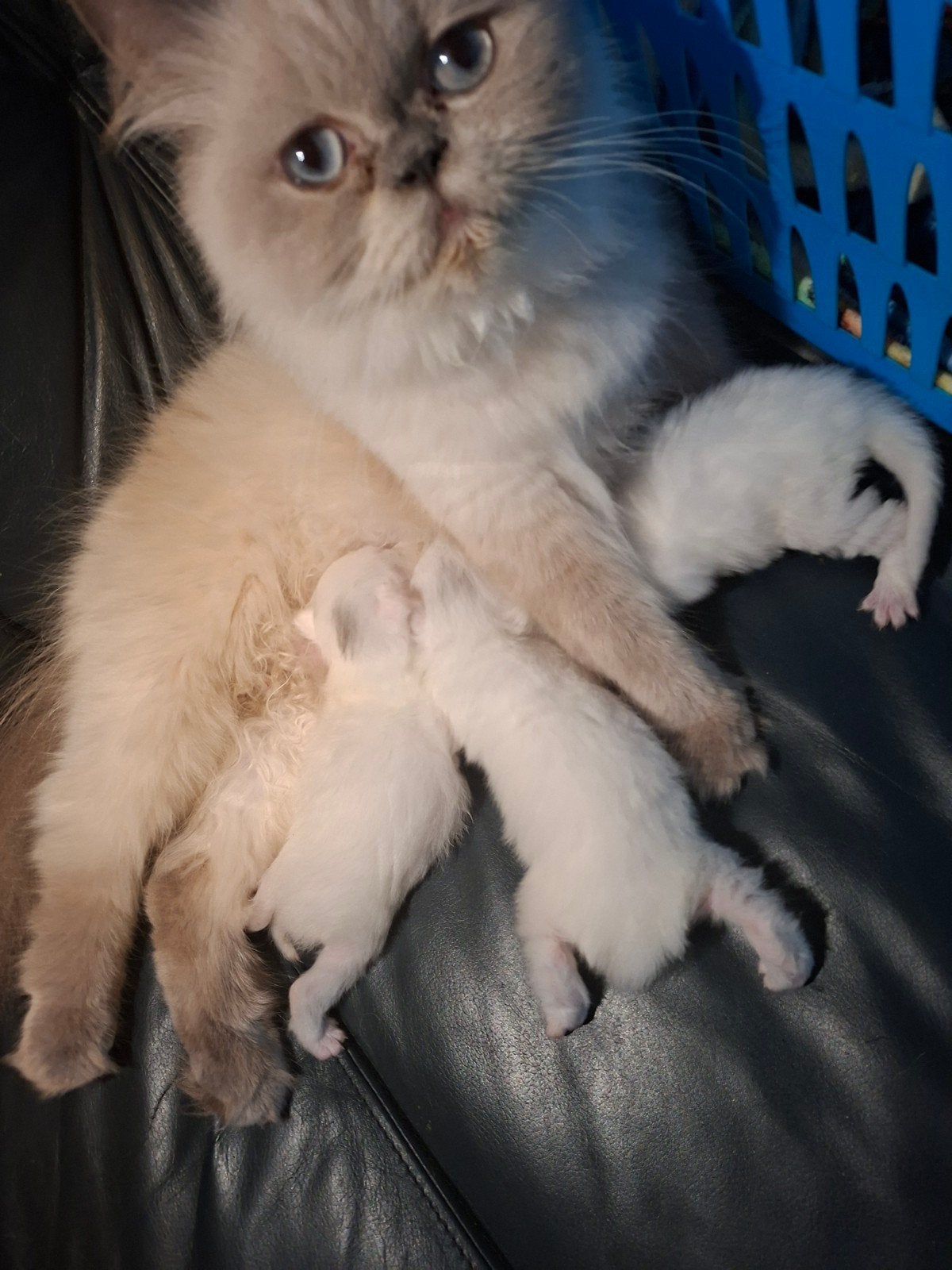 prachtige langharige ras kitten, Poes, 0 tot 2 jaar