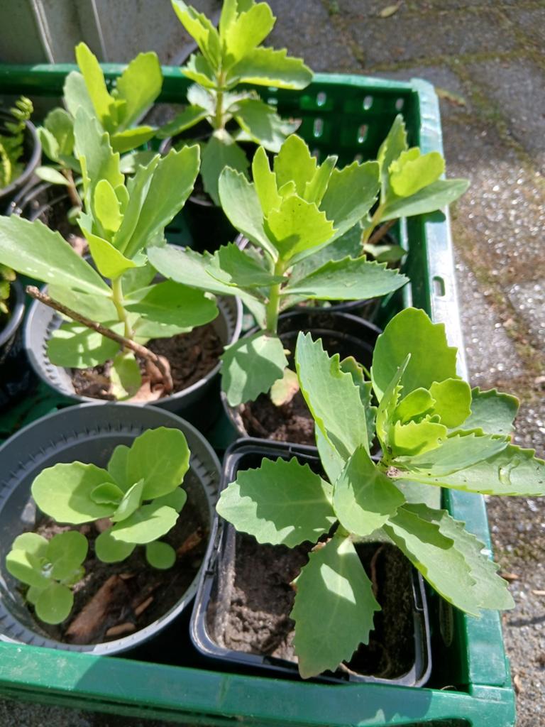 Hemelsleutel, Overige soorten, Volle zon, Vaste plant, Ophalen of Verzenden