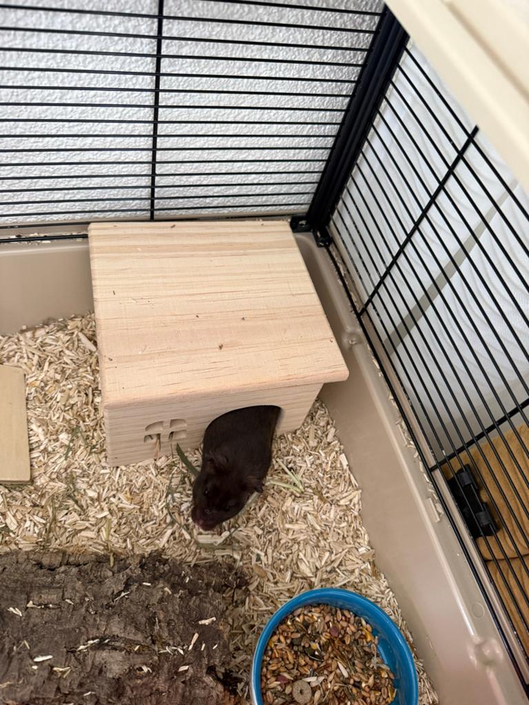 Syrische hamster (goudhamster) met kooi en spullen, Dieren en Toebehoren, Ophalen of Verzenden, Zo goed als nieuw