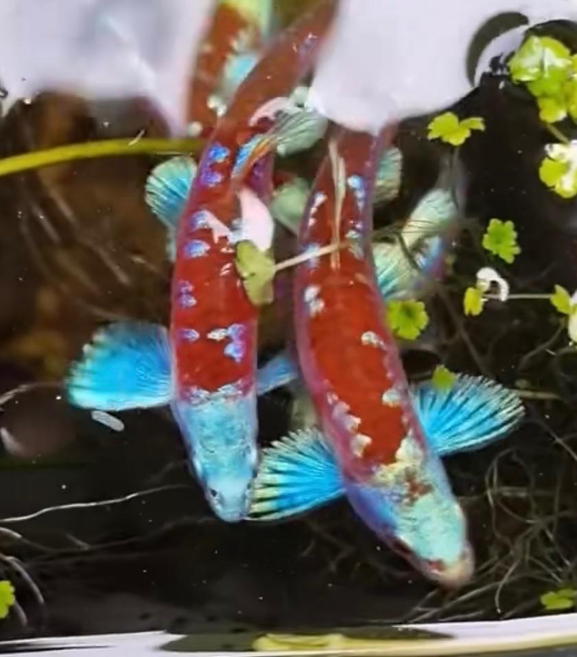 Koudwater en vijvervis! Regenboog elrits! Notropis. Goudvis, Overige soorten