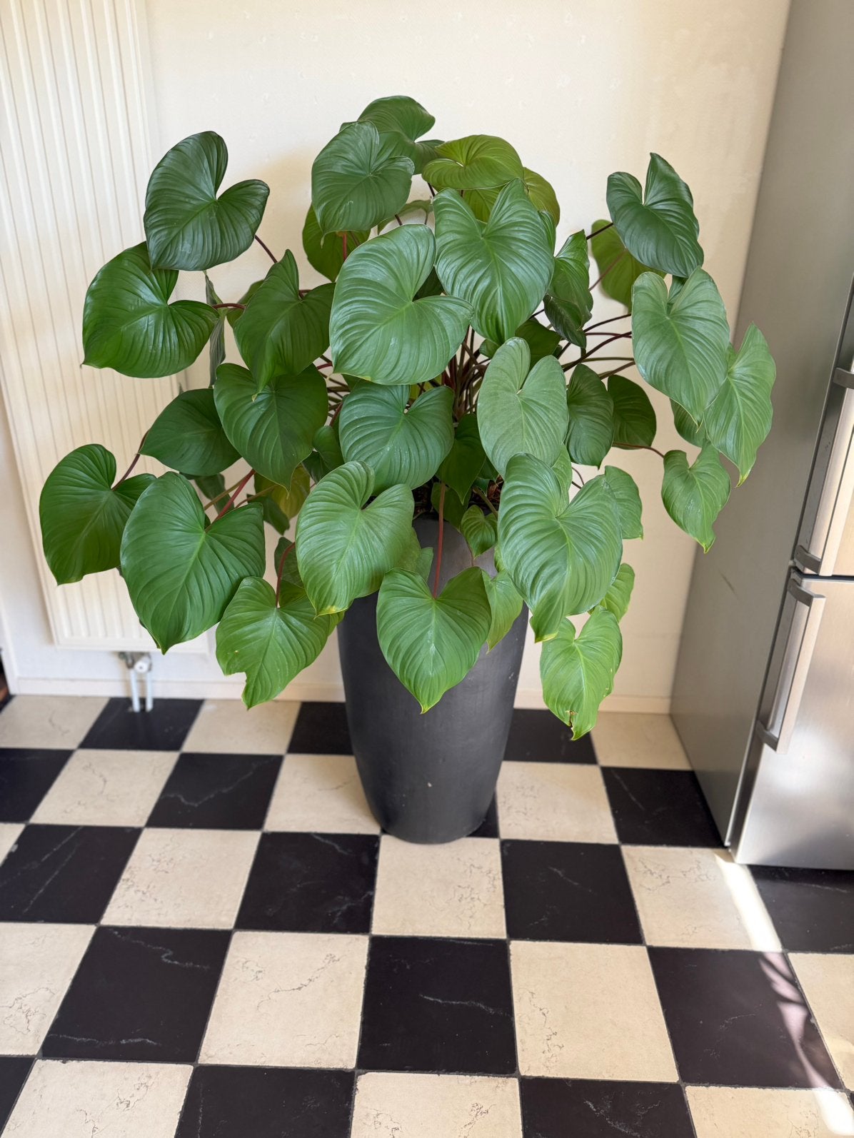Grote groene plant in grijze stenen pot, Ophalen, Overige soorten, Halfschaduw, In pot