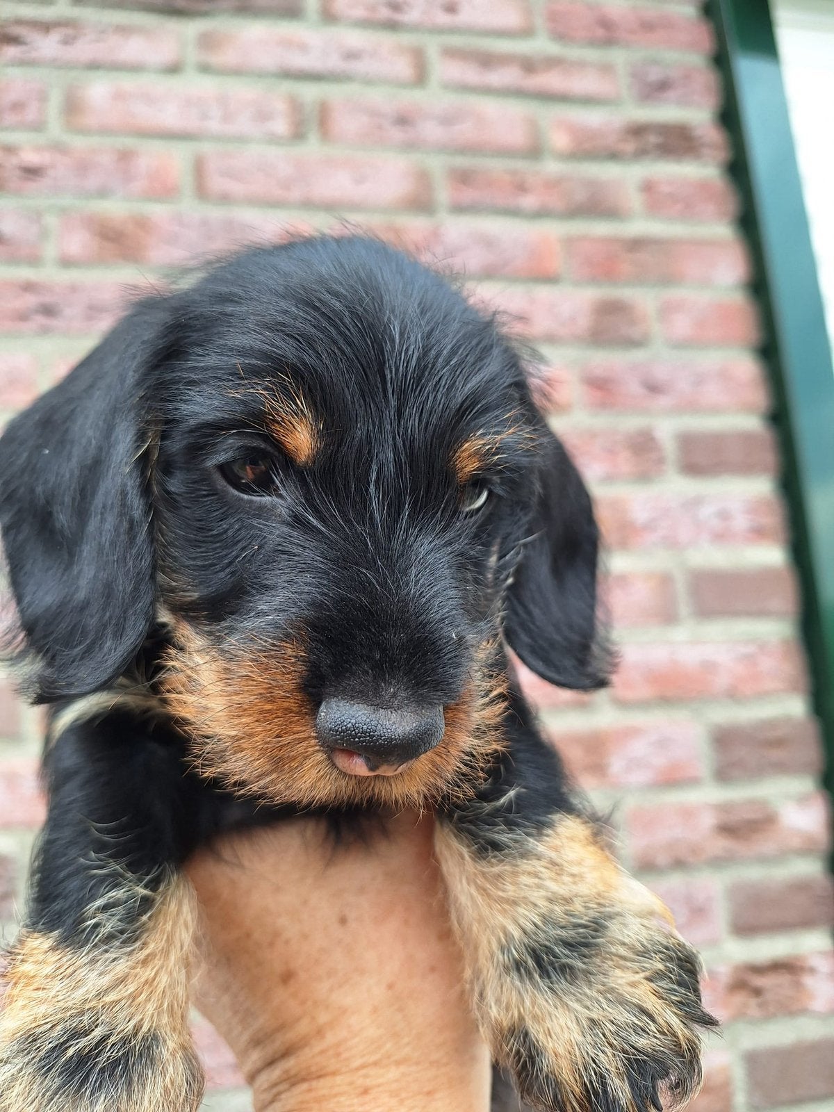 Te koop; Ruwharige Black and Tan kaninchen teckel pups., Dieren en Toebehoren, Honden | Teckels en Dashonden, Kaninchen, Parvo