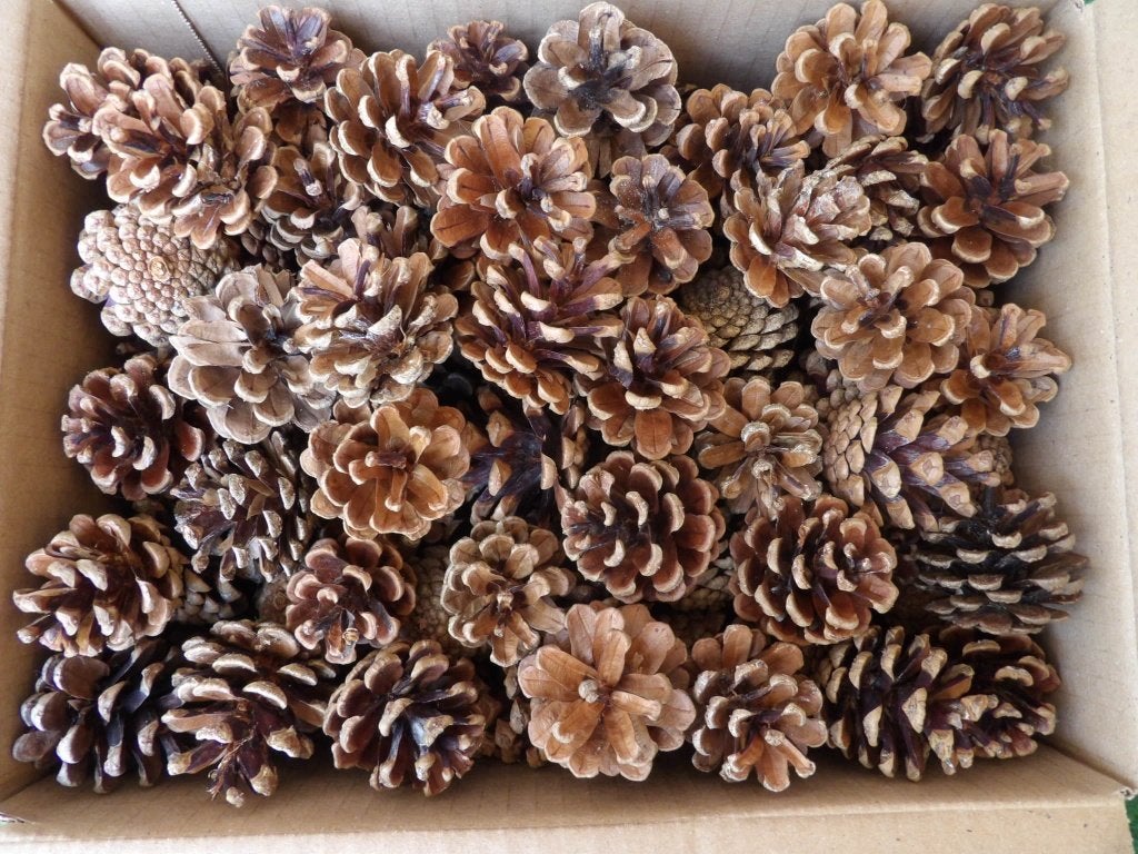 120 mooie kleine droge natuurlijke baby DENNENAPPELS ( K ), Hobby en Vrije tijd, Knutselen, Ophalen of Verzenden, Nieuw