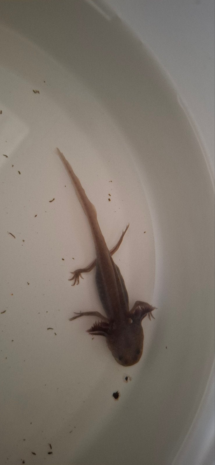axolotl, Dieren en Toebehoren, 0 tot 2 jaar