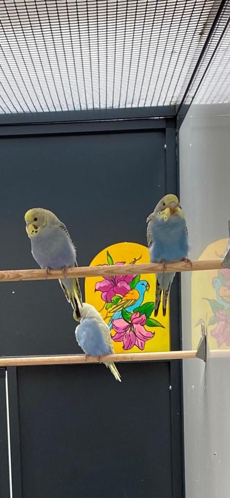 Jonge parkieten, Meerdere dieren, Parkiet, Tam