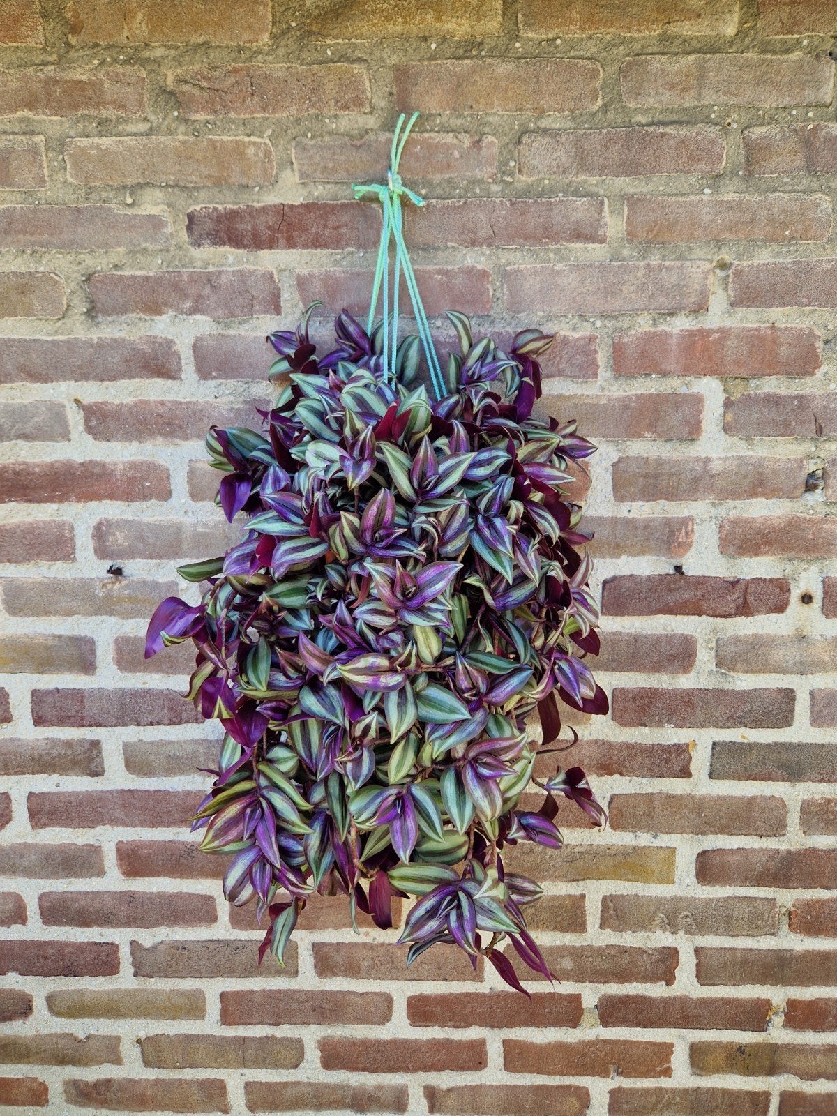Tradescantia Zebrina/vaderplant, Tuin en Terras, Vaste plant, Bloeit niet, Halfschaduw, Ophalen