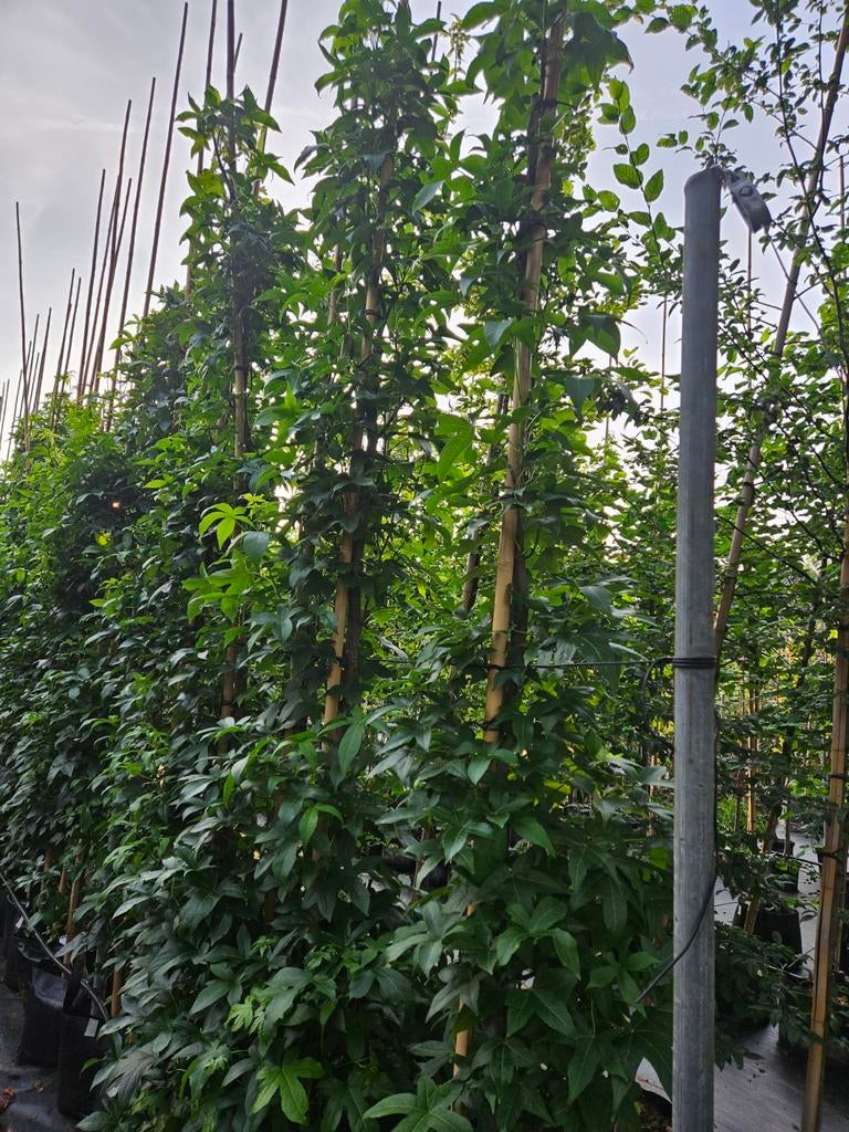 liquidambar 'Slender silhouette' te koop!, Bloeit niet, Halfschaduw, 250 tot 400 cm, Zuilboom