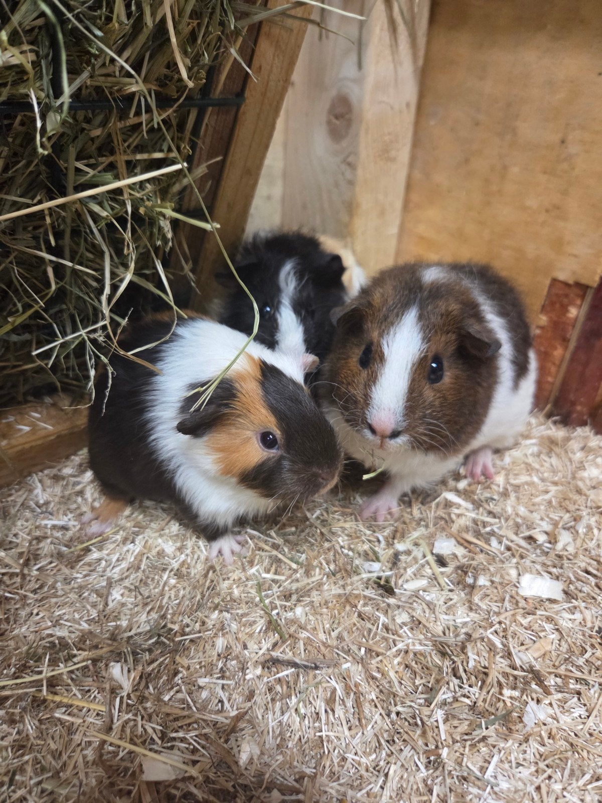 Diverse jonge cavia's zeugjes teddy US  borstel gladhaar, Dieren en Toebehoren, Knaagdieren, Mei, Vrouwelijk, Cavia