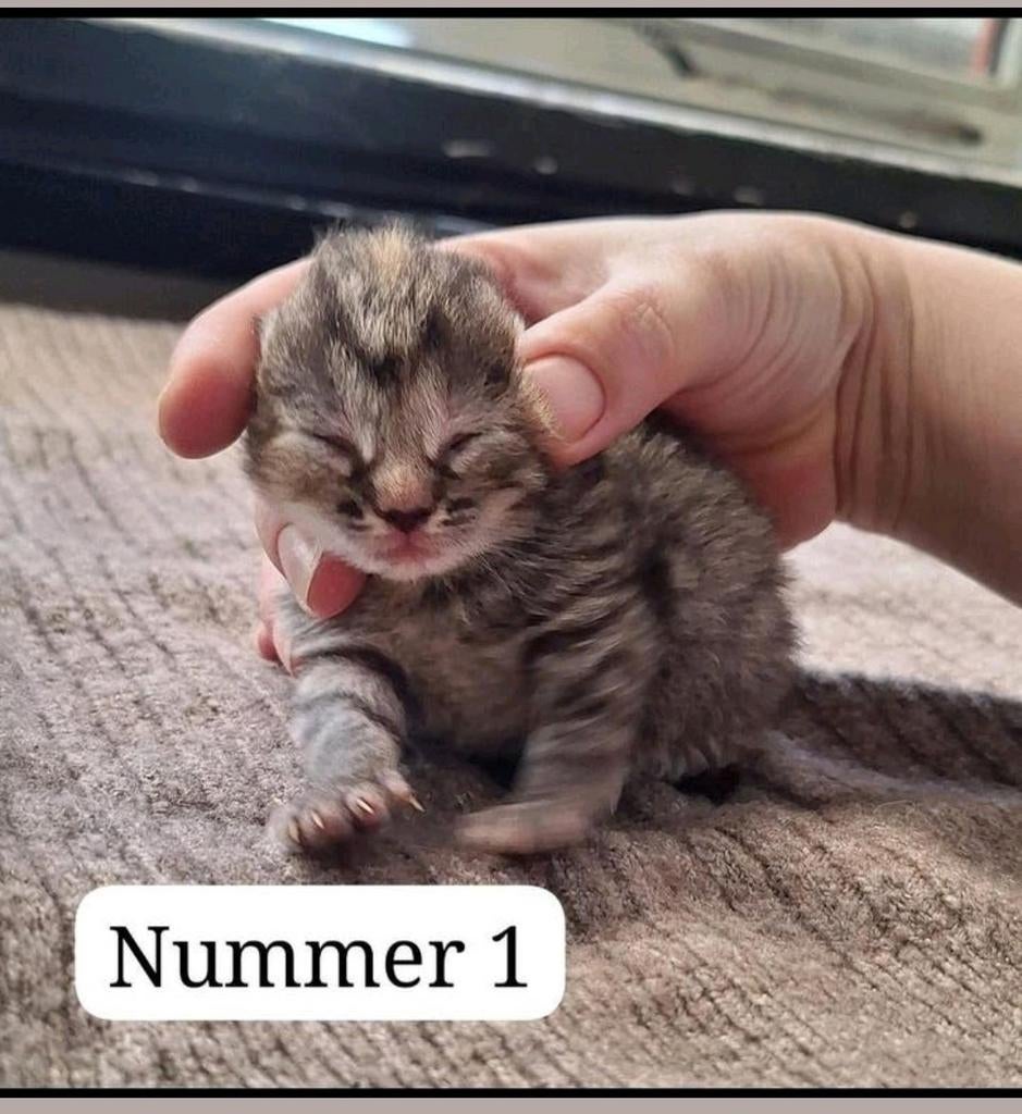 Nog 3 kittens ( meisjes)  kruising ragdoll, Dieren en Toebehoren, Meerdere dieren, Ontwormd, 0 tot 2 jaar
