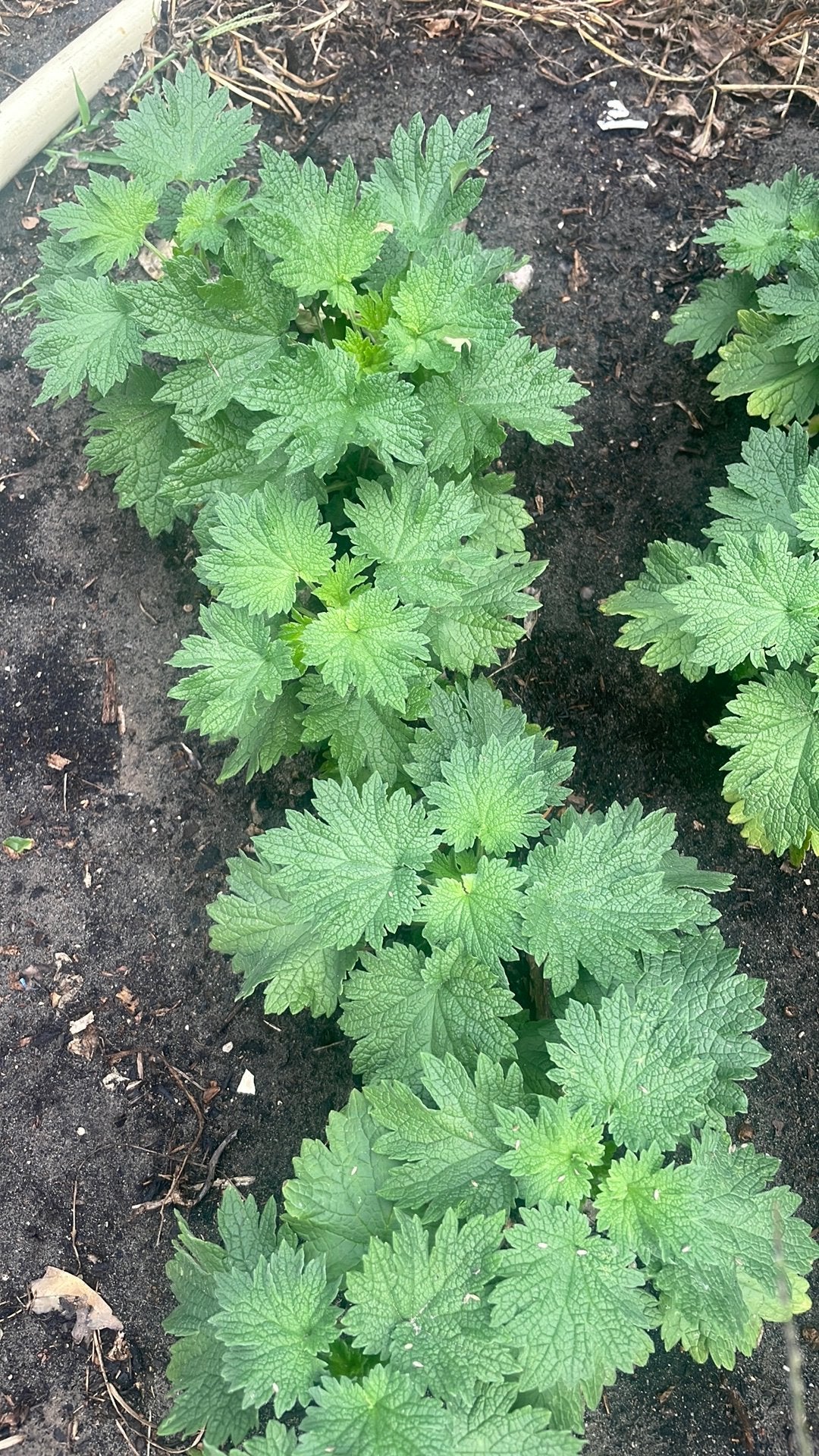 Leonurus cardiacaea Hartgespan, Ophalen, Overige soorten, Volle zon