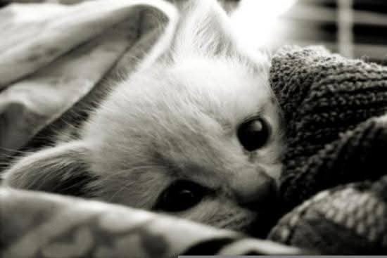 kitten(s) gezocht poesj(es)