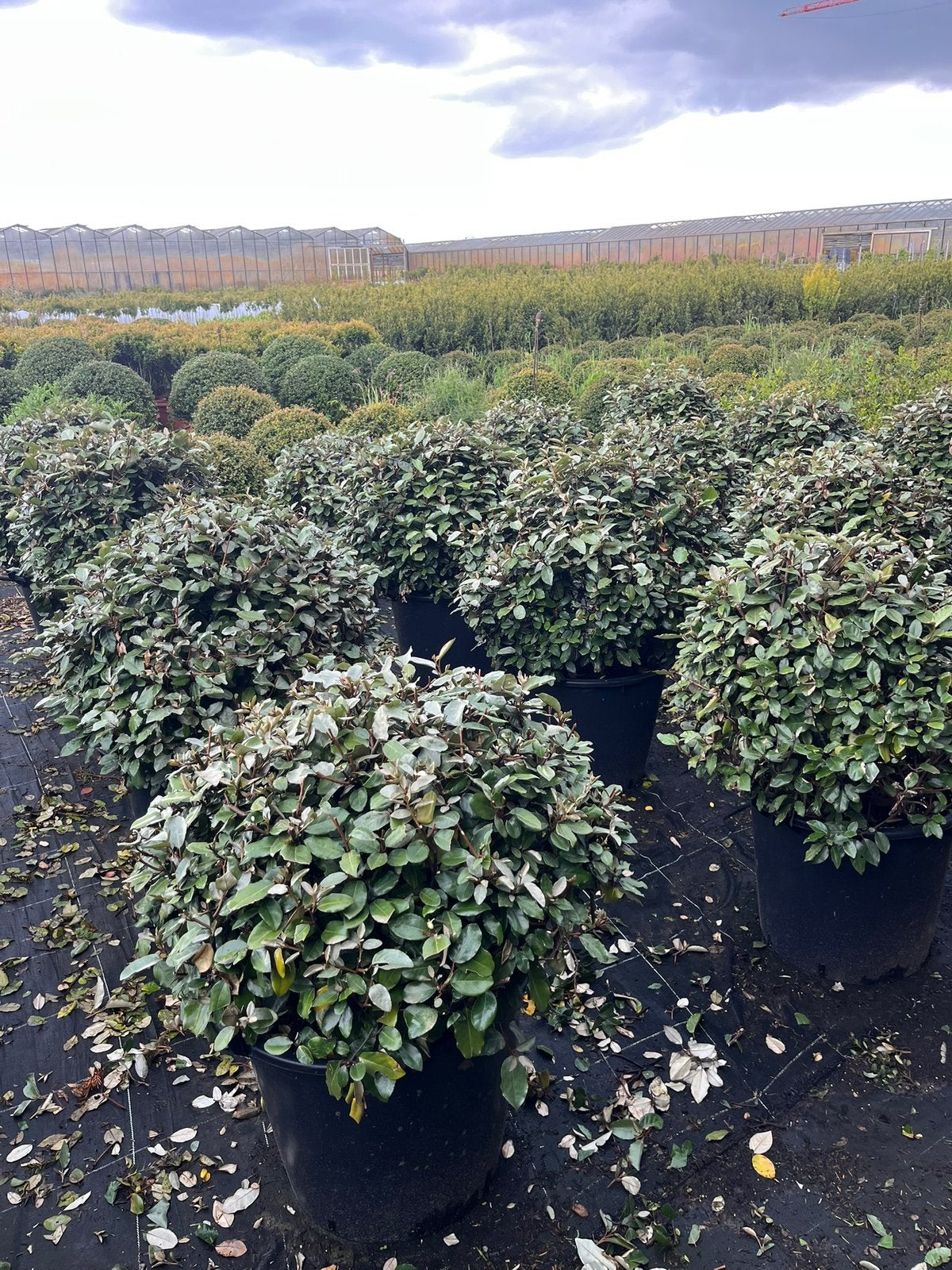 Foto 11 van Ilex bollen - Diverse andere soorten in bolvorm