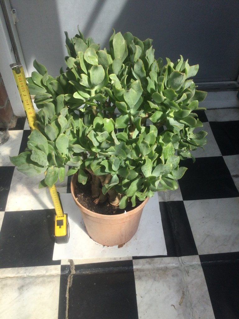 Grote Crassula, Ophalen, Halfschaduw, Minder dan 100 cm