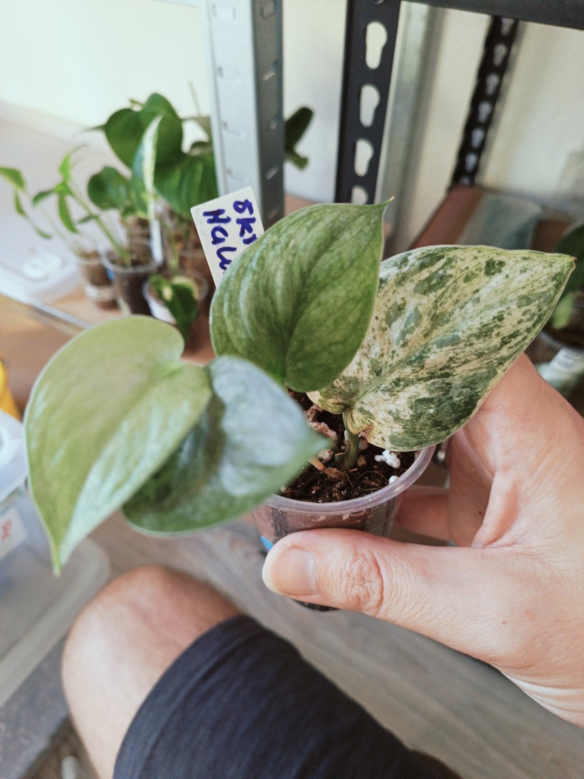 Scindapsus (Halimoon) - Vaste prijs, Overige soorten, In pot, Minder dan 100 cm, Groene kamerplant