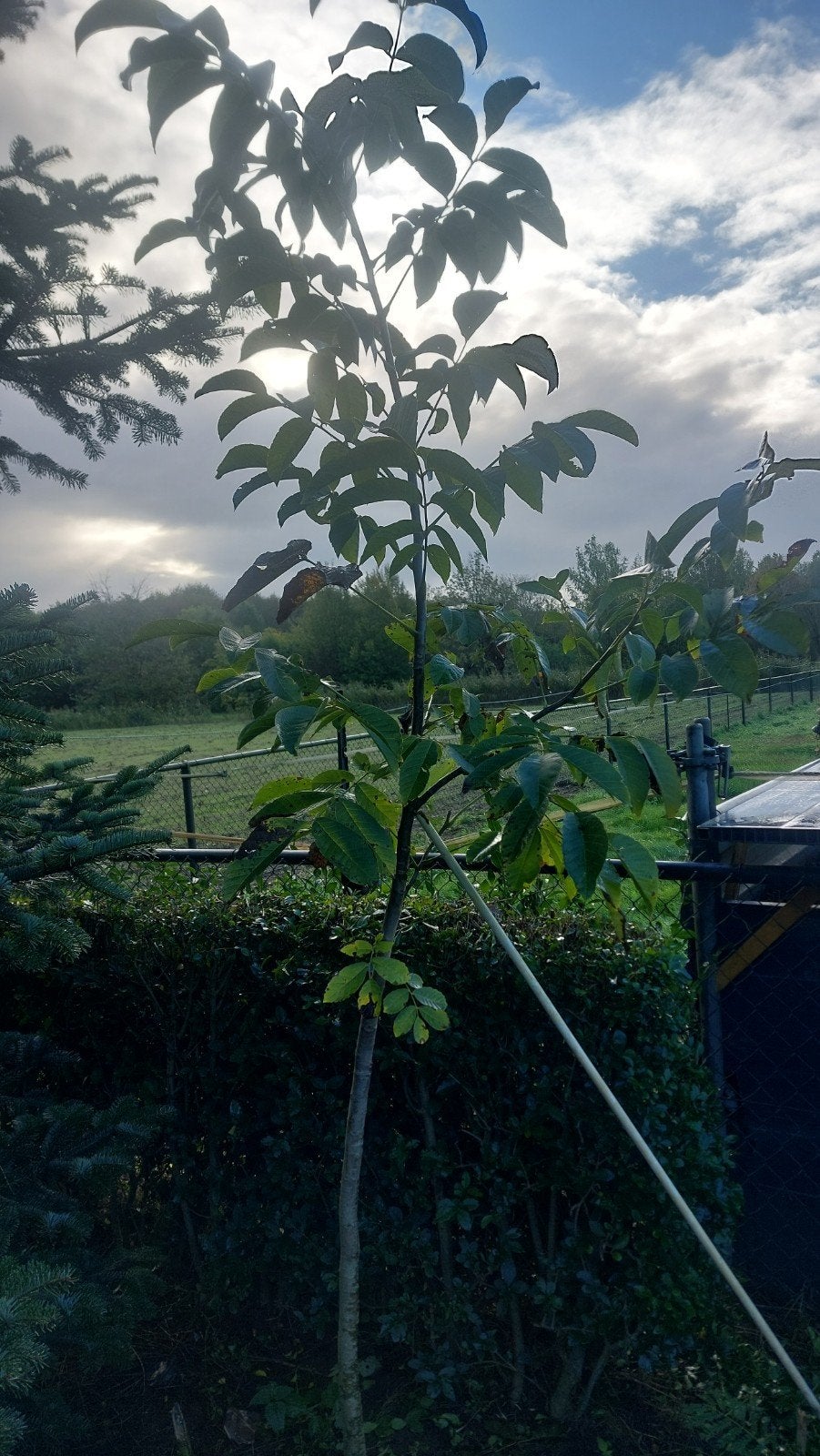 Mooie Notenboom - Jonge Walnootboom, Lente, 100 tot 250 cm, Volle zon, In pot
