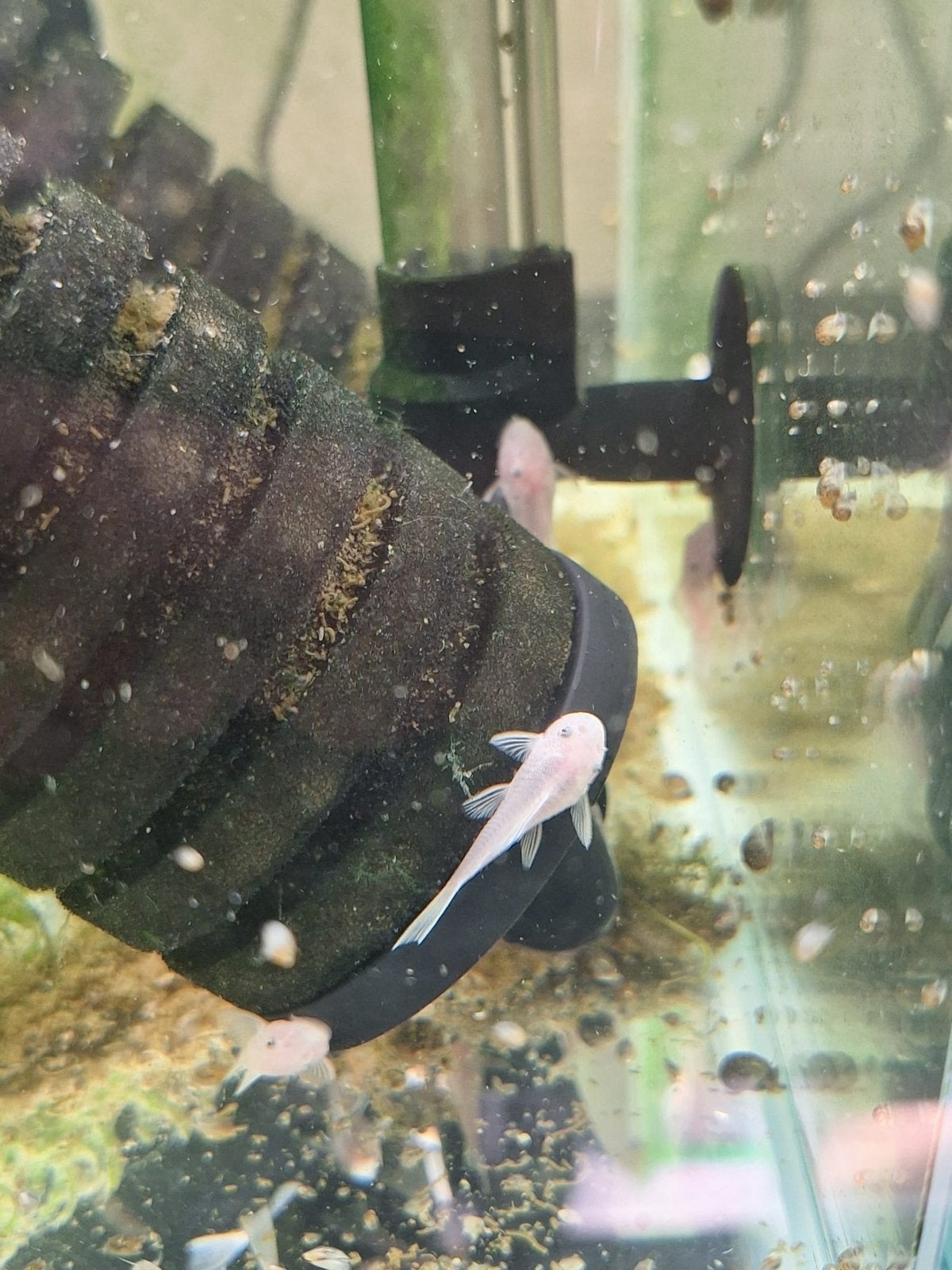 Snow white / L144 shortfin, Vis