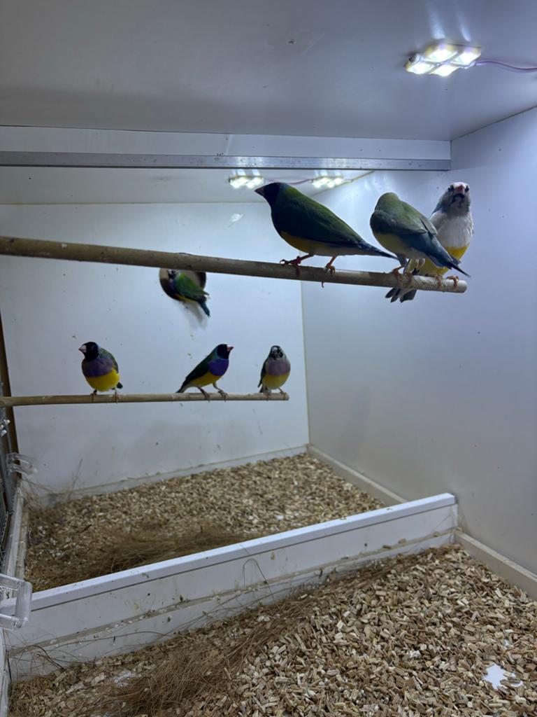 Jonge zwartkop Goulds uit buitenvoliere, Dieren en Toebehoren, Vogels | Overige Vogels, Meerdere dieren, Tropenvogel
