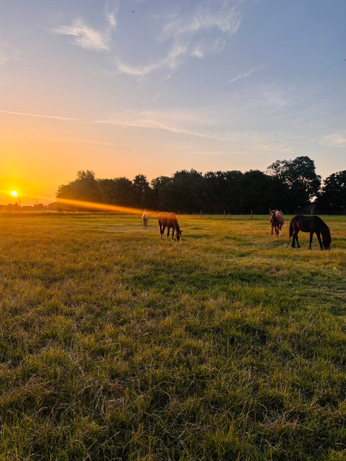 Opfok zomer / winter veulen/jaarling hengsten, Weidegang