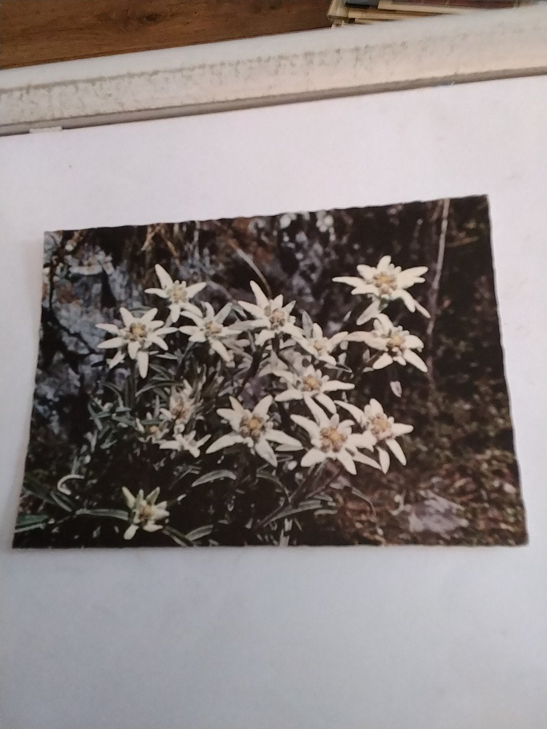 EDELWEISS, Ophalen of Verzenden, Sterren en Beroemdheden