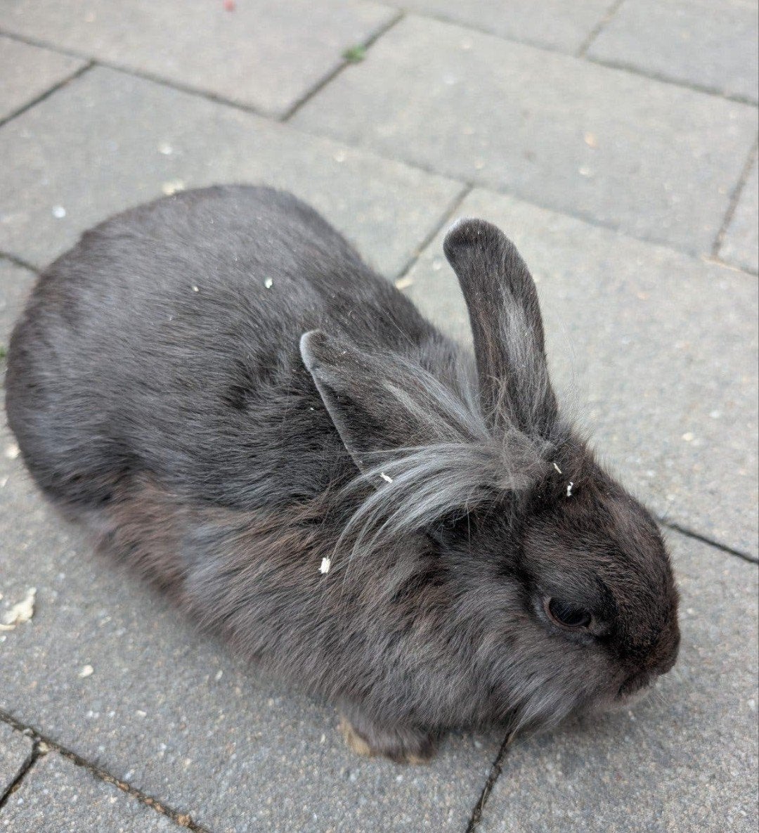 lief mannetjes konijn, Dieren en Toebehoren, Mannelijk