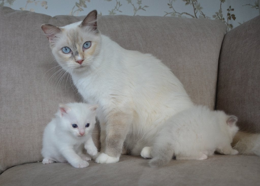 Lieve sociale Ragdoll kittens katers, Kater, Gechipt, 0 tot 2 jaar