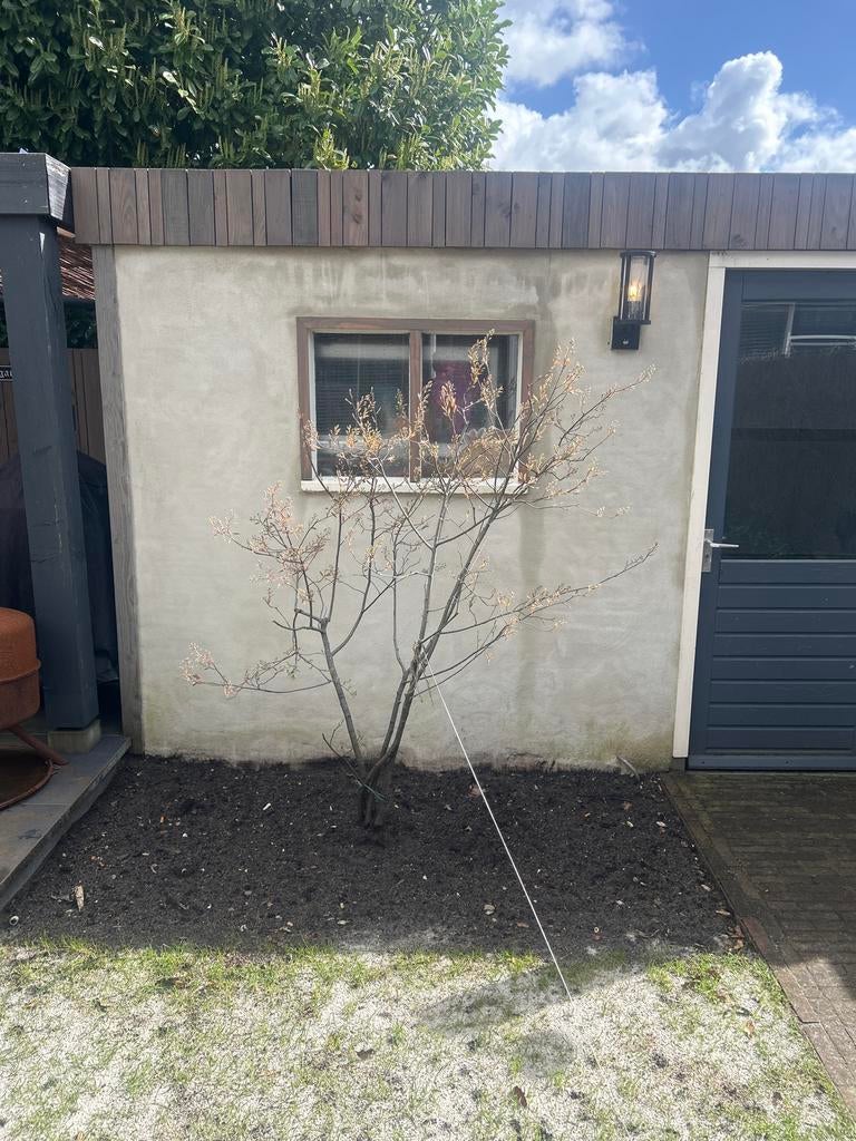 Krentenboom 1,75m hoog en 1,60m breed, Tuin en Terras, Planten | Bomen, Volle zon, Lente, 100 tot 250 cm, Overige soorten