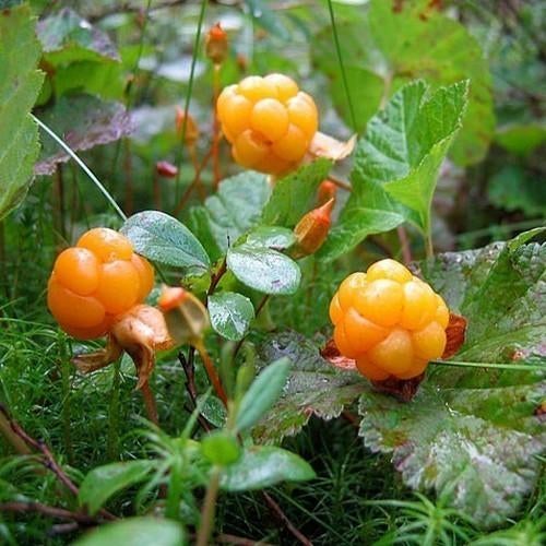 Kruipbraam/Rubus chamaemoorus gezocht, Ophalen, Fruitplanten