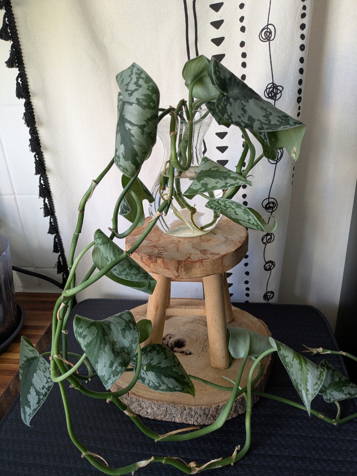 Scindapsus Pictus Exotica, Huis en Inrichting, Kamerplanten, Minder dan 100 cm, Halfschaduw, Ophalen of Verzenden