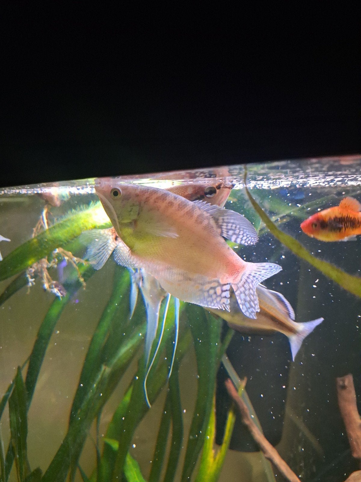 3 platinum gouramis, Dieren en Toebehoren, Vissen | Aquariumvissen, Vis