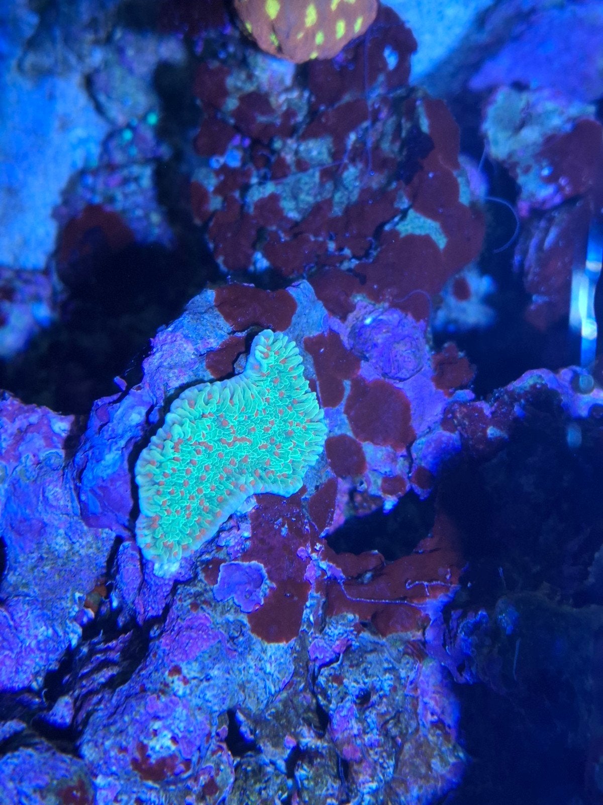 Diverse koralen, montipora, stylophora,zoas, gsp, Overige typen