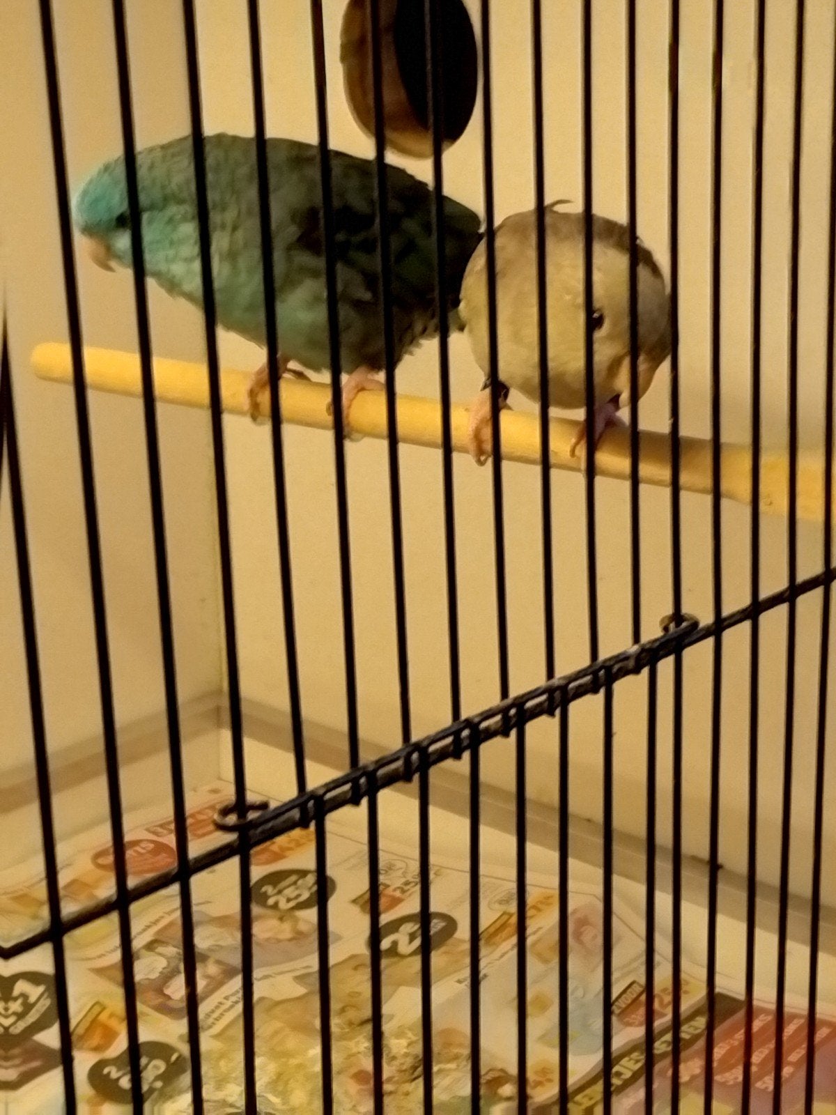 koppel catharinaparkieten, Meerdere dieren, Geringd