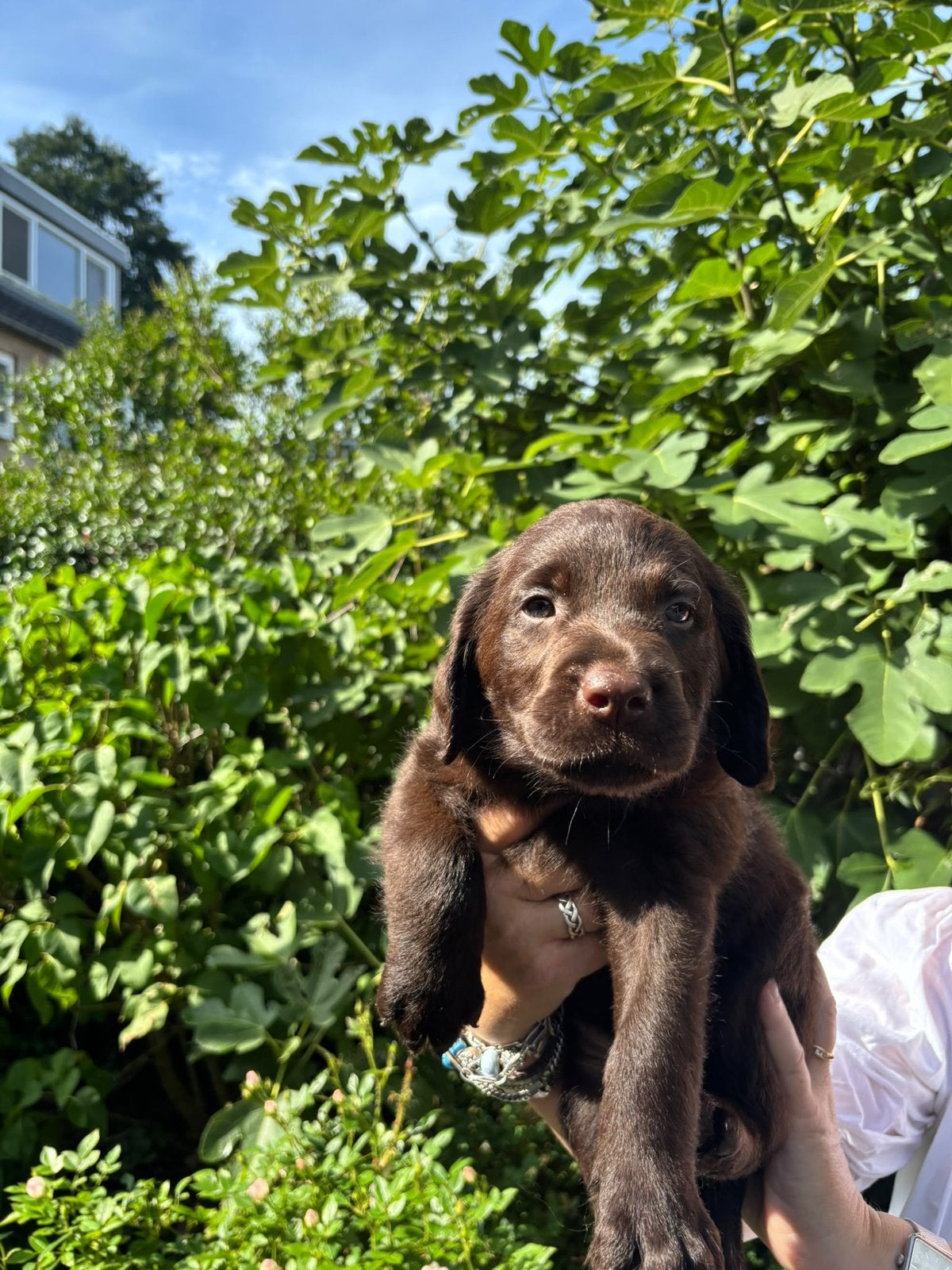 Prachtige chocoladebruine Labradoodle F1 pups, Overige rassen, 8 tot 15 weken, Meerdere, Meerdere dieren