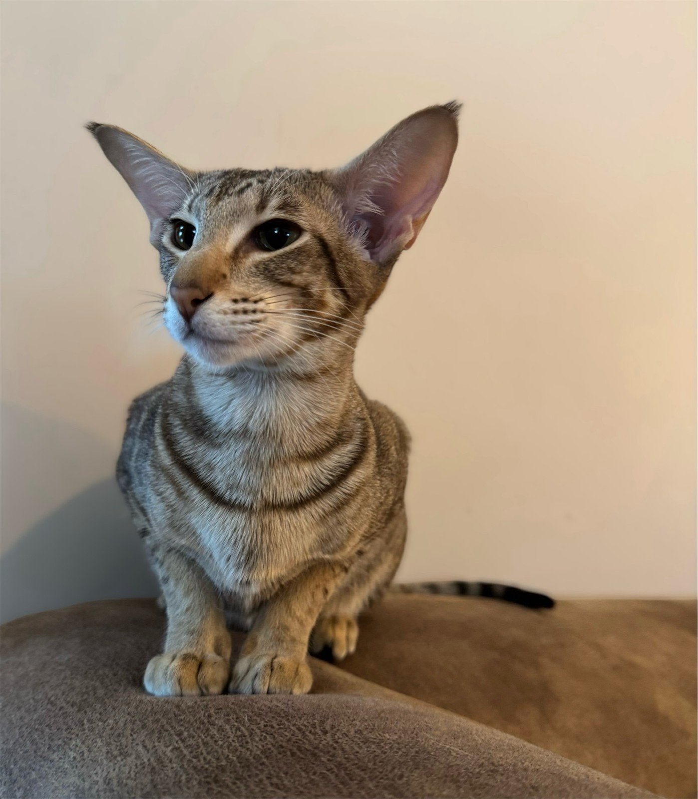 2 enorm lieve Oosterse Korthaar Poezen, Poes, Gechipt, 0 tot 2 jaar