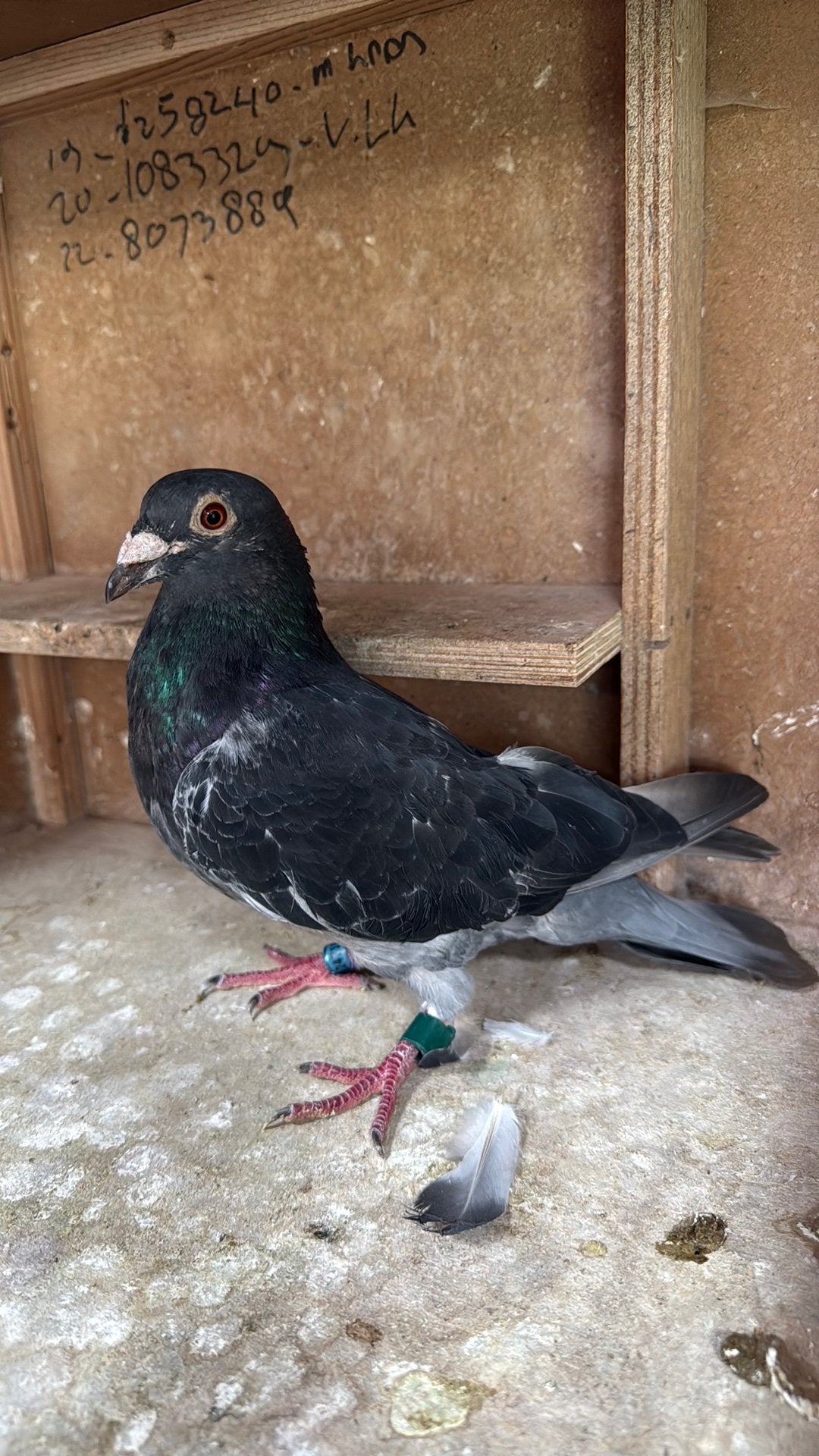 Duif 194, Dieren en Toebehoren, Vogels | Duiven, Vrouwelijk, Kropper