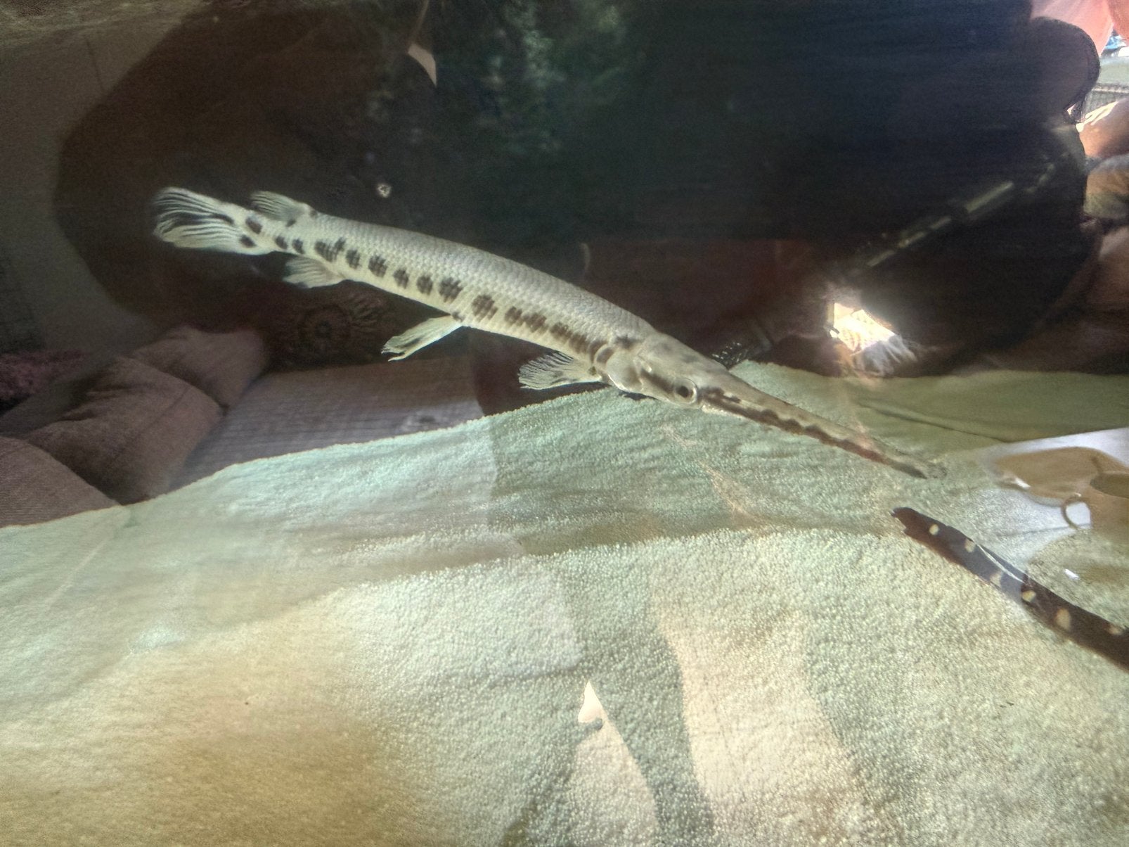 Potamotrygon longnose gar, Dieren en Toebehoren, Vis