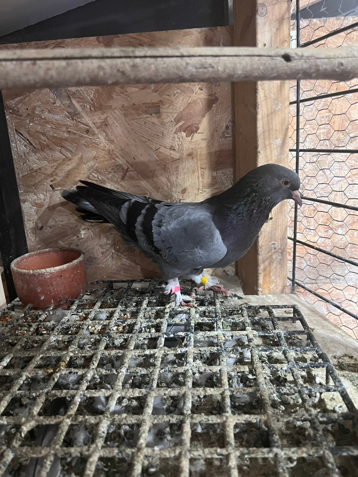 Dumanlı dişi güvercin, Dieren en Toebehoren, Vogels | Duiven, Vrouwelijk, Overige soorten