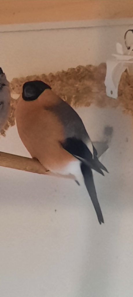 Goudvink, Mannelijk, Wildzangvogel, Geringd