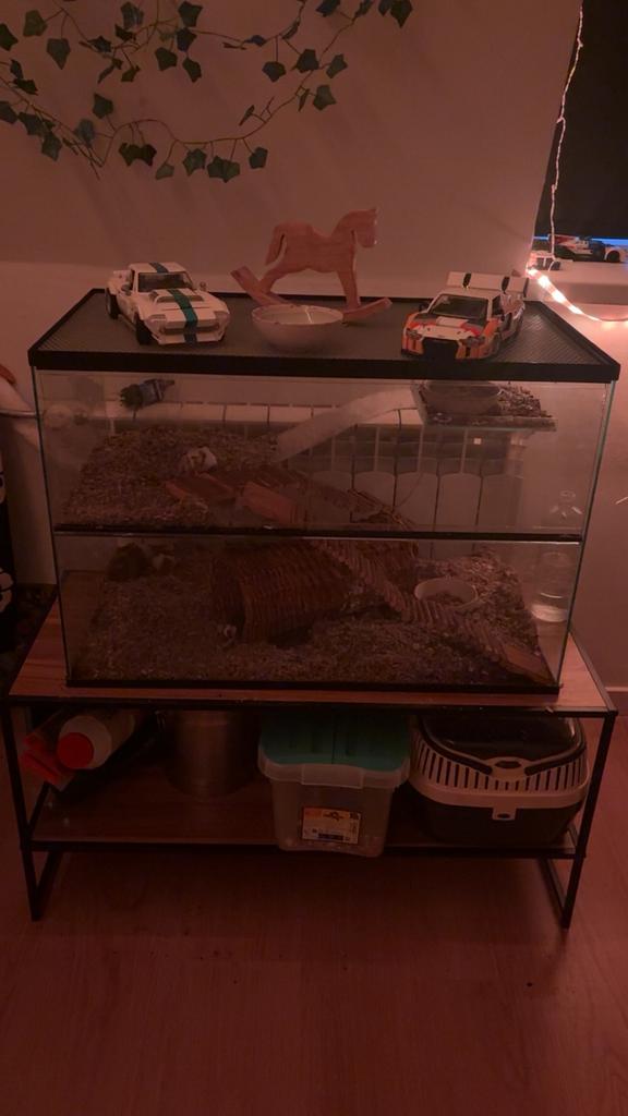 3 terrariums (met kleurmuizen), Dieren en Toebehoren, Ophalen, Gebruikt, Terrarium of Paludarium