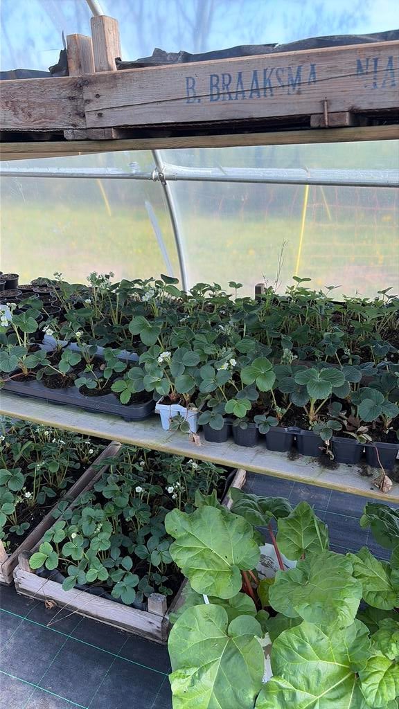 Aardbeien stekken, Tuin en Terras, Ophalen, Volle zon