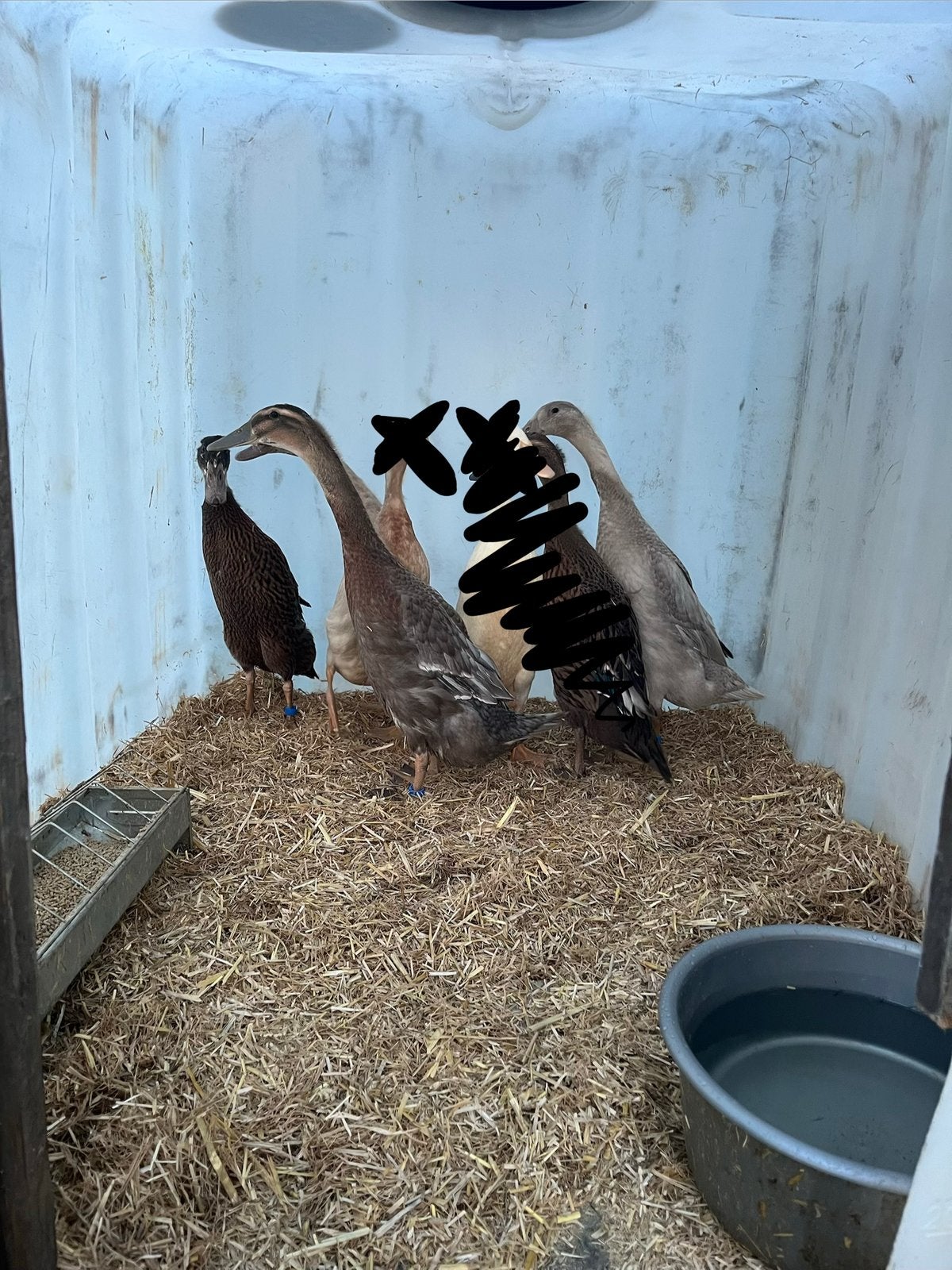 Loopeenden woerden, Meerdere dieren, Eend