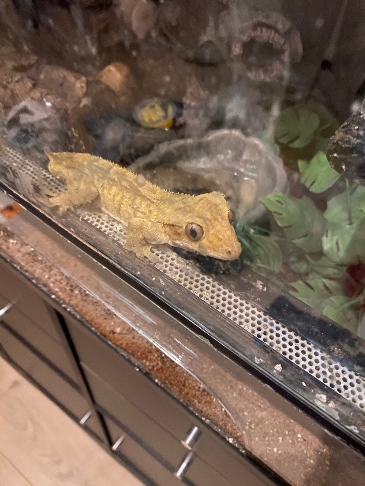 Wimpergekko Crested Gecko - unknown for sale from Bertine