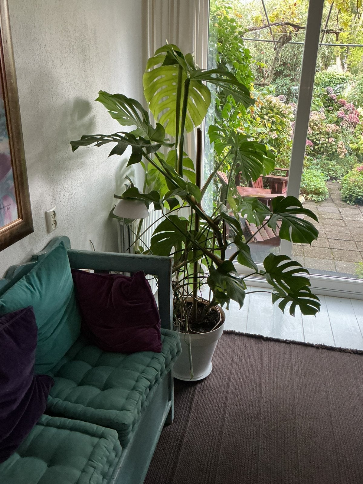Kamerplant Monstera, Ophalen, Halfschaduw