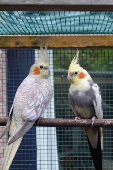 GEZOCHT, Dieren en Toebehoren, Vogels | Parkieten en Papegaaien, Meerdere dieren, Parkiet